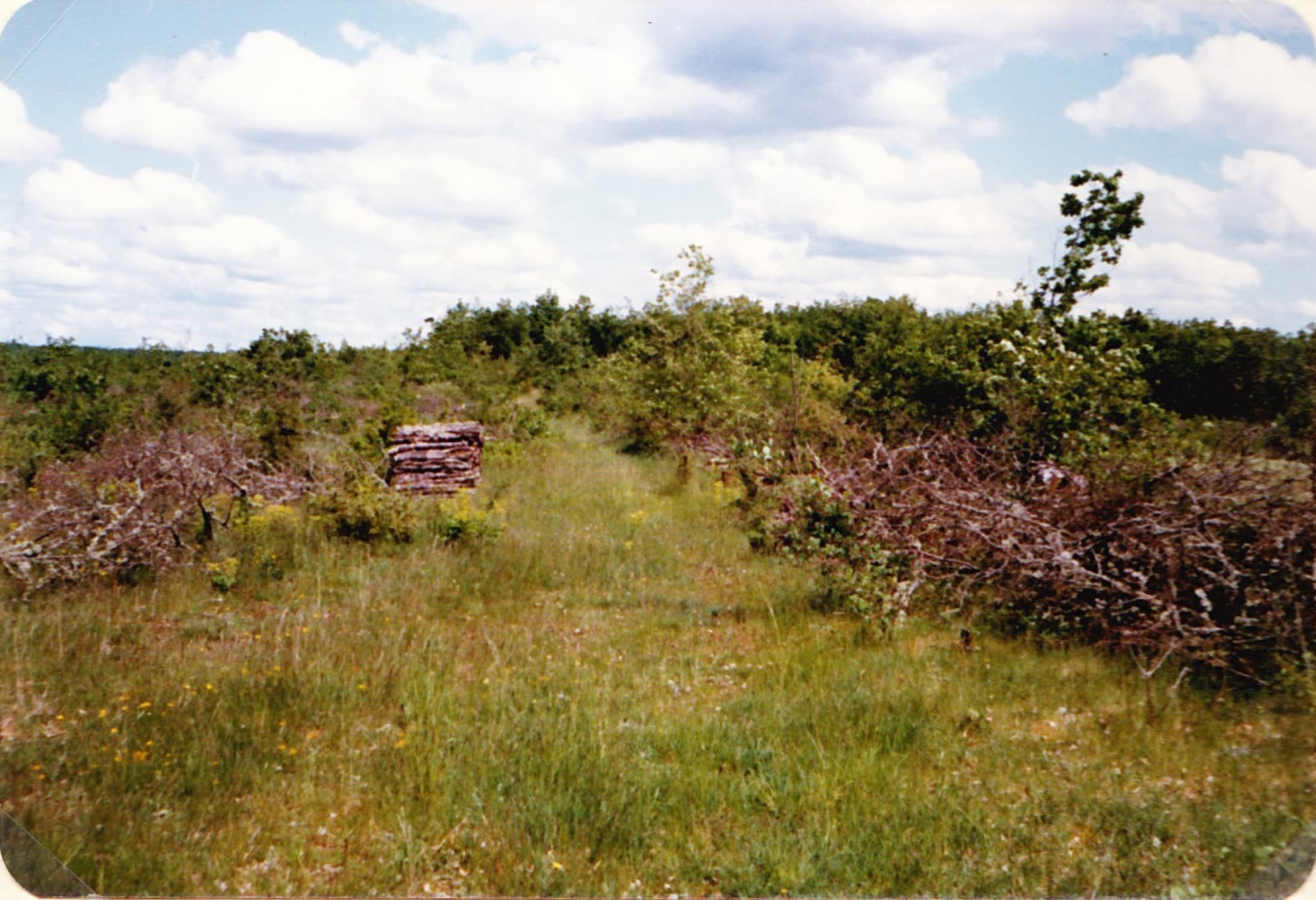 Terrain en friches à Bouloc, 1982